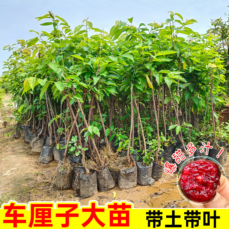 盆栽车厘子树苗带盆发货特大果树苗阳台矮化南方北方种植当年结果