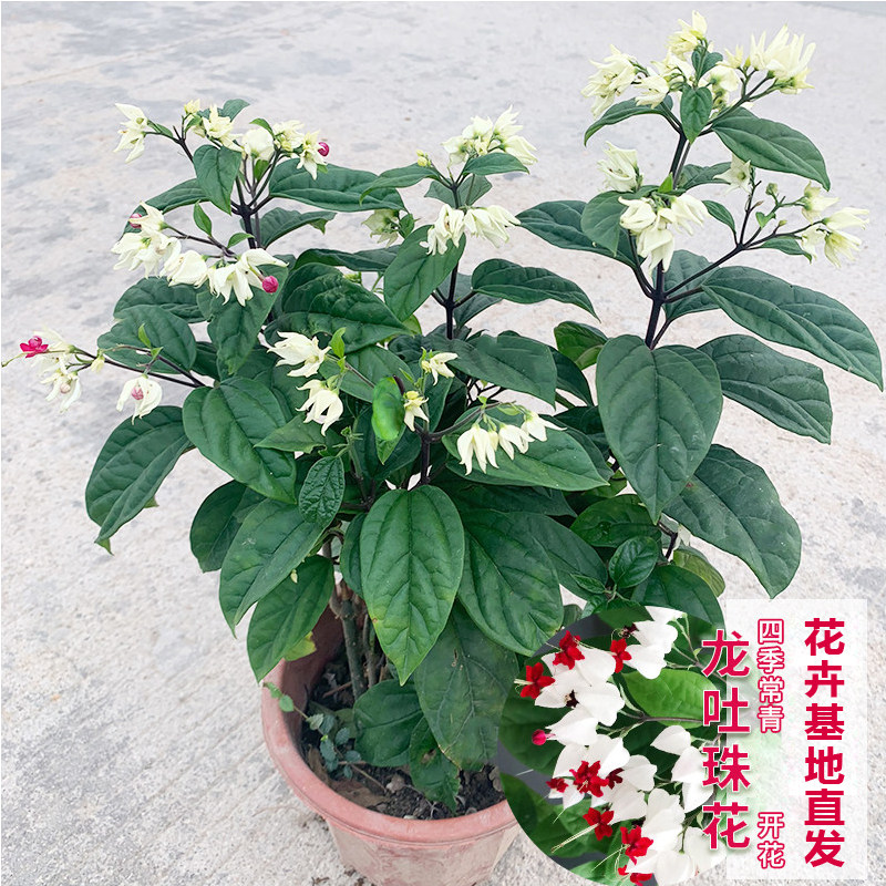 龙吐珠盆栽带花室内易养活花卉庭院花卉老桩绿植爬藤植物盆栽