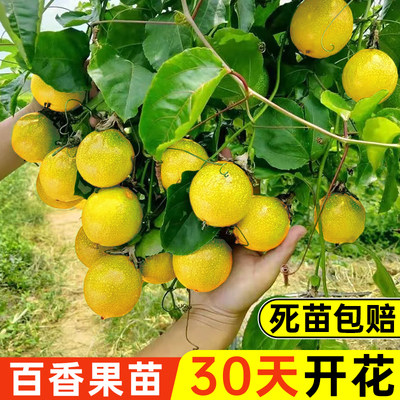 30天结果百香果苗阳台盆栽