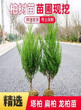 塔柏树苗松柏龙柏扁侧柏四季常青绿化苗木宝塔松耐寒耐旱易成活