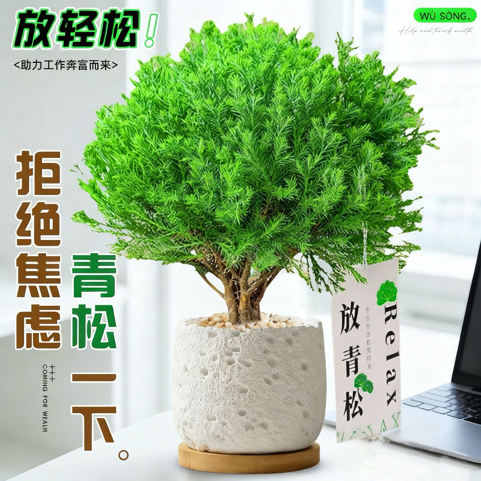 放青松绿植雾松室内小盆栽雾凇