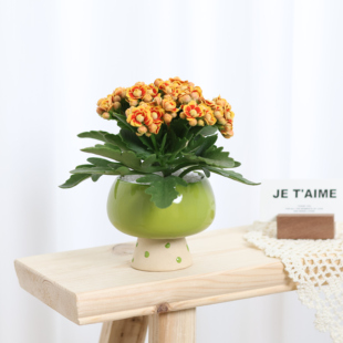 手工定制绿色酒杯盆洛桑长寿花偏冷地区禁发