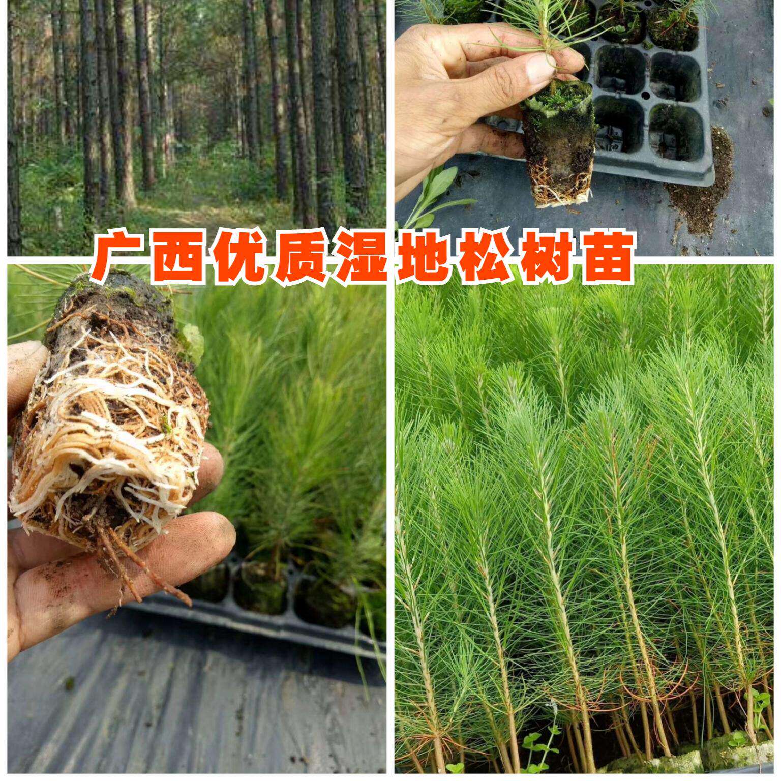 正宗湿地松树苗落叶松松树木水上公园绿化造林小营养杯苗带土发货