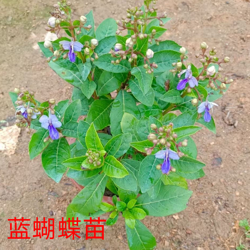 蓝蝴蝶花苗盆栽室内中草药苗蝴蝶花棒棒糖大苗蓝雪花芳香植物绿植
