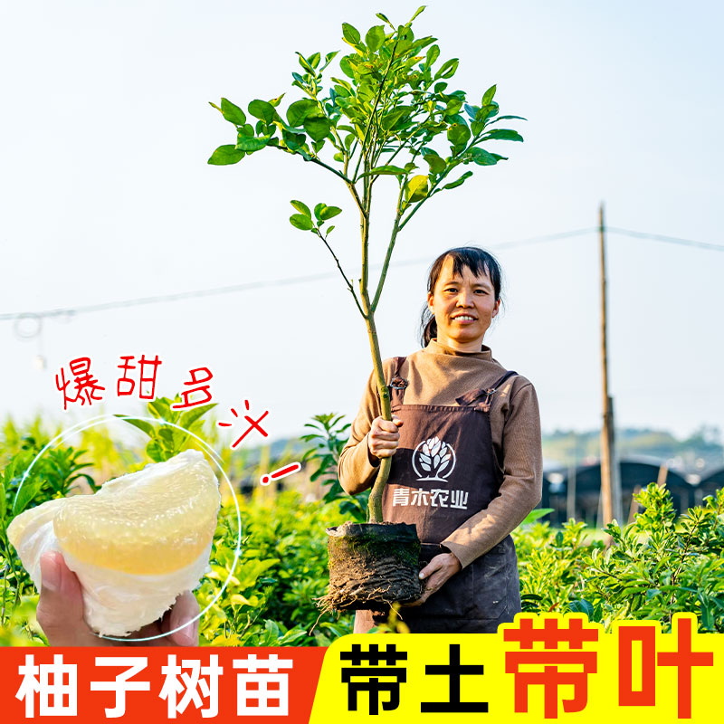 当年结果庭院种植嫁接特大柚子树