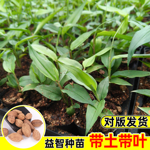 产地益智苗益智仁种苗 良种高产益智菌种子饱满绿叶茂盛 壮苗包邮