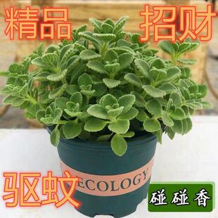 驱蚊虫植物碰碰香盆栽绿植一抹香室内花卉阳台耐热植物好养可食用