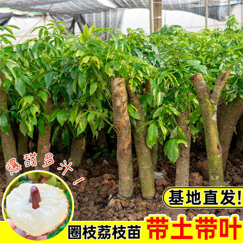 高压圈枝荔枝树苗老桩矮化嫁接