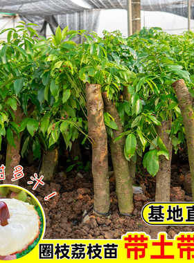 老桩高压圈枝荔枝树苗桂味荔枝苗带土带叶矮化嫁接妃子笑荔枝树苗