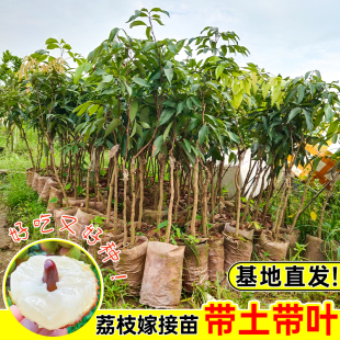 无核荔枝树苗桂味荔枝苗妃子笑冰荔仙进奉糯米糍嫁接大苗早熟南方