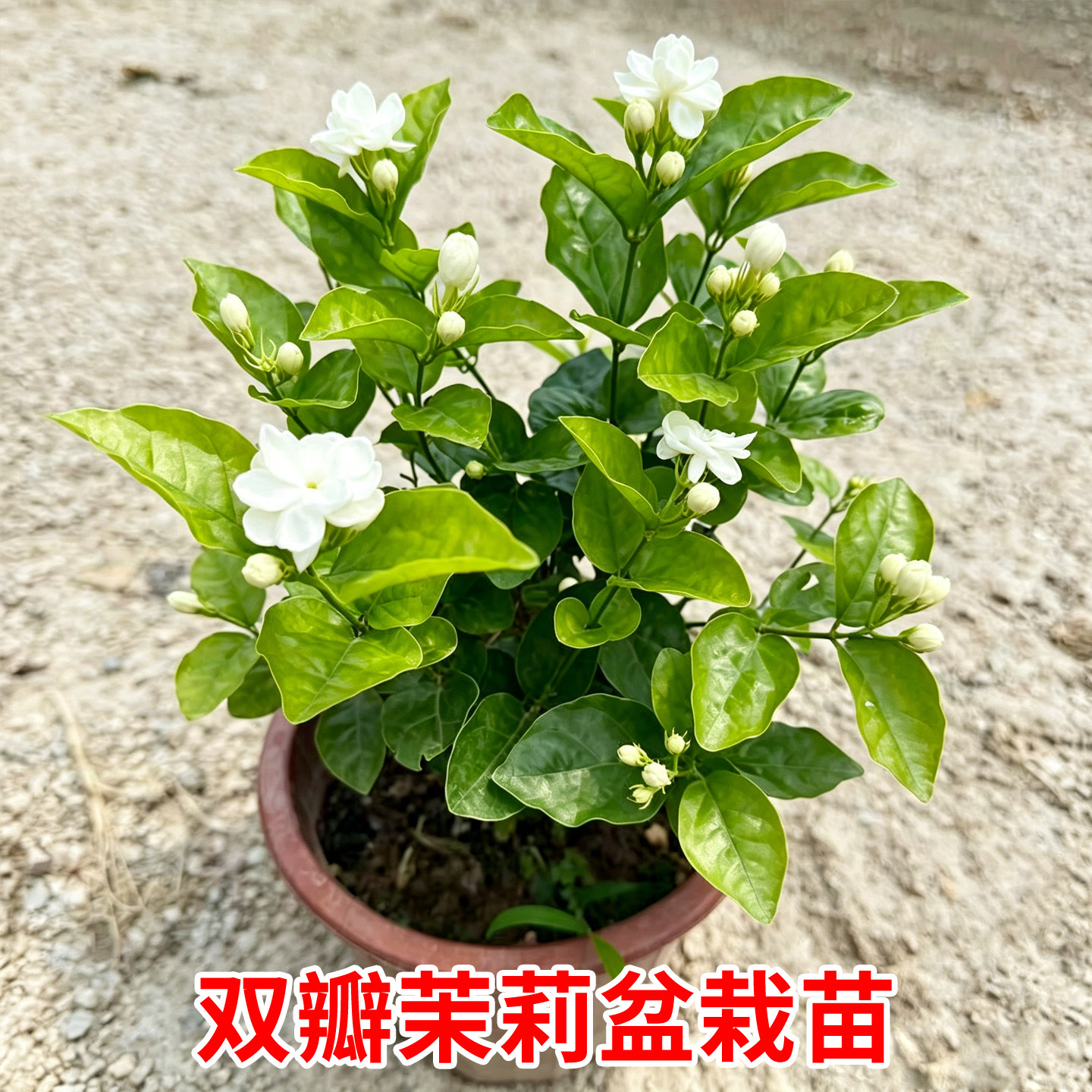 双瓣茉莉花苗带花苞盆栽浓香型绿植花卉重瓣白茉莉花盆栽基地直发