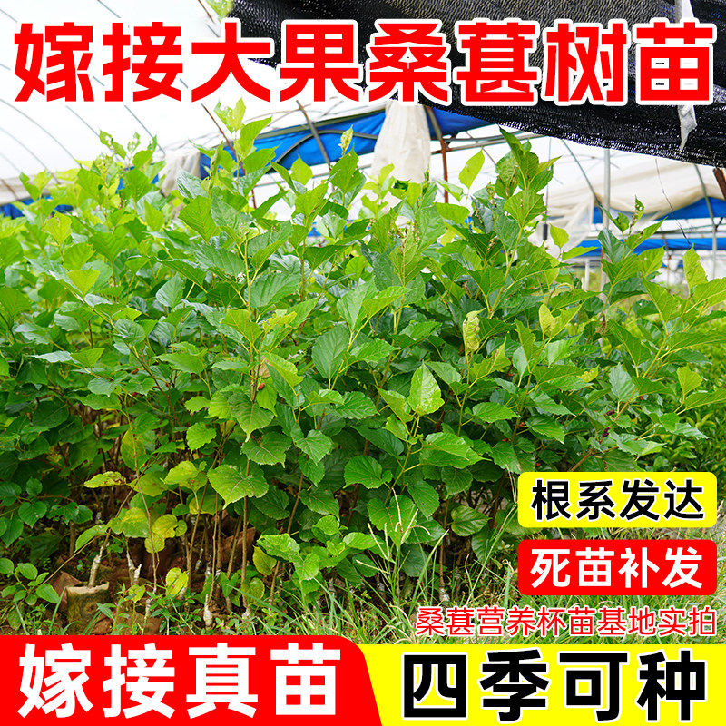 桑葚树苗嫁接四季桑树树苗无籽养蚕果苗台湾长果桑葚子苗当年结果