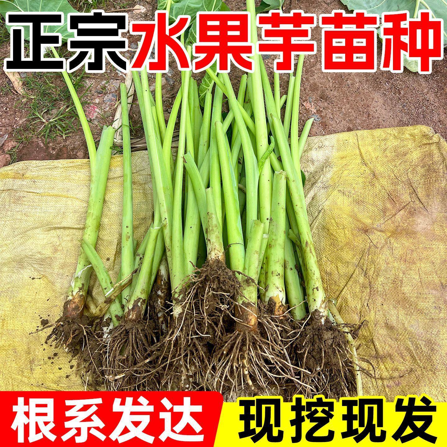正宗水果芋苗根系发达现挖现发芋头芋苗种苗芋苗酸专吃芋苗梗腌制