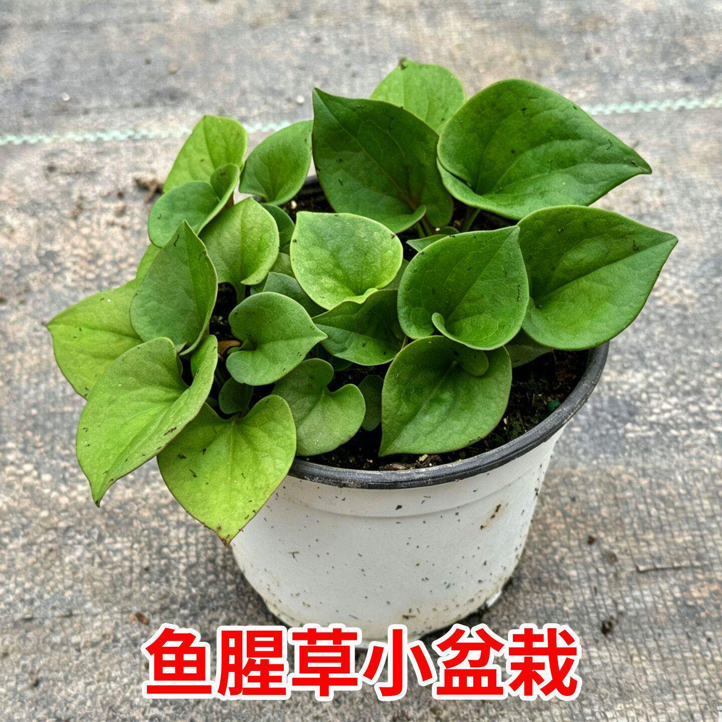 正宗鱼腥草盆栽带根庭院种植蔬菜折耳根清热鱼腥草带叶子凉拌腌制