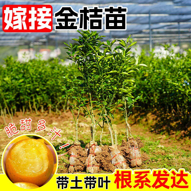 嫁接脆皮金桔盆栽带果南北可种