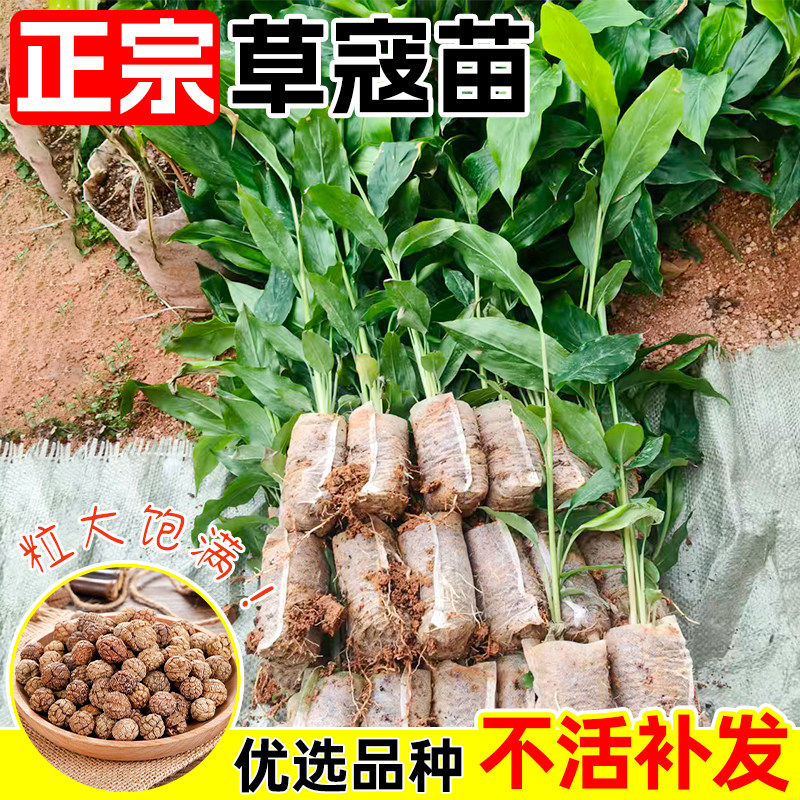 广西草豆蔻带土发货草寇草苗