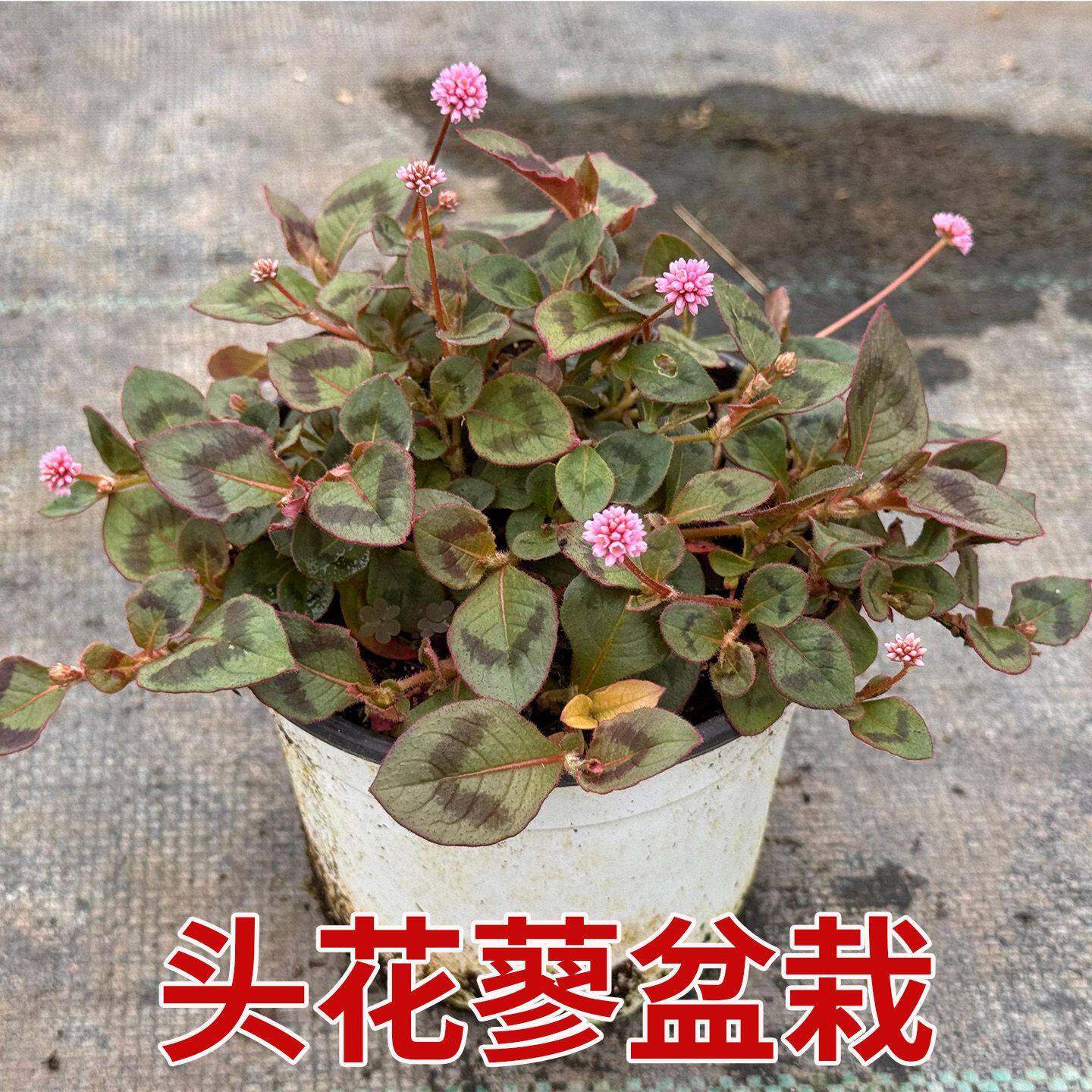 头花蓼盆栽苗球蓼庭院阳台石莽草石辣蓼中草药草头发蓼消肿草盆栽
