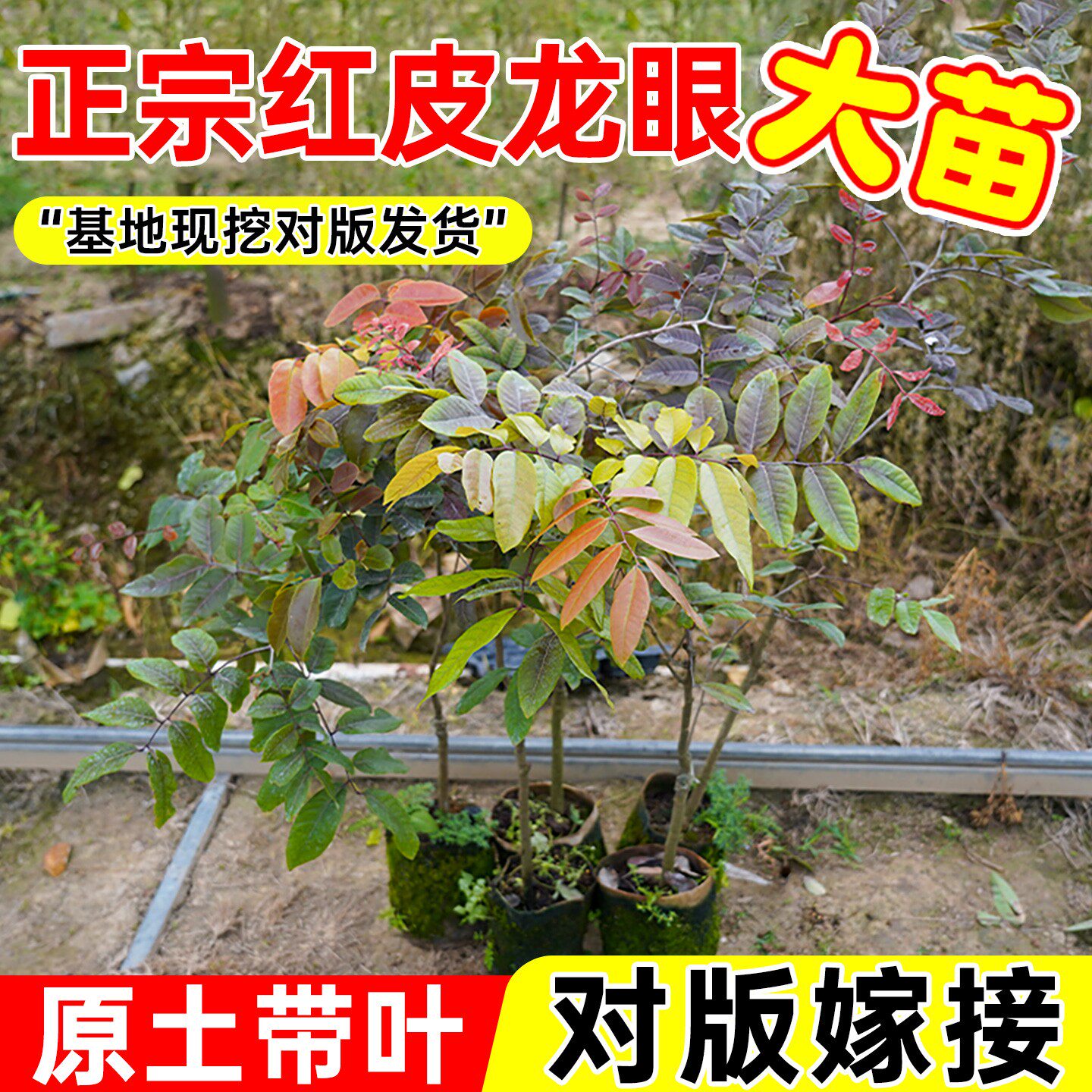 红皮无核新品龙眼嫁接苗四季龙眼桂圆苗石硖储良红皮龙眼当年结果