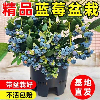 蓝莓树果苗盆栽地栽带花带果苗蓝莓苗南北方种植苗兔眼绿宝石果树