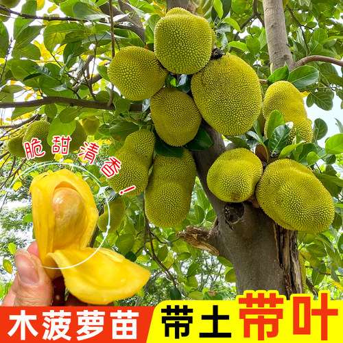 木菠萝苗泰国8号菠萝蜜树苗12号红肉四季黄肉榴莲蜜盆栽室外庭院