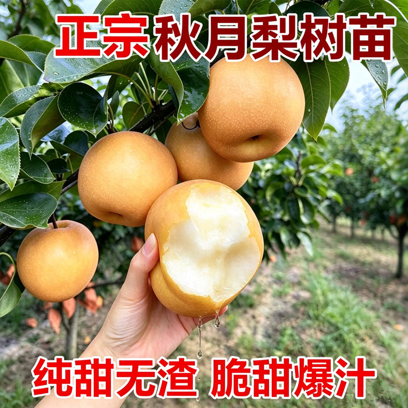 秋月梨树苗嫁接薄皮当年结果