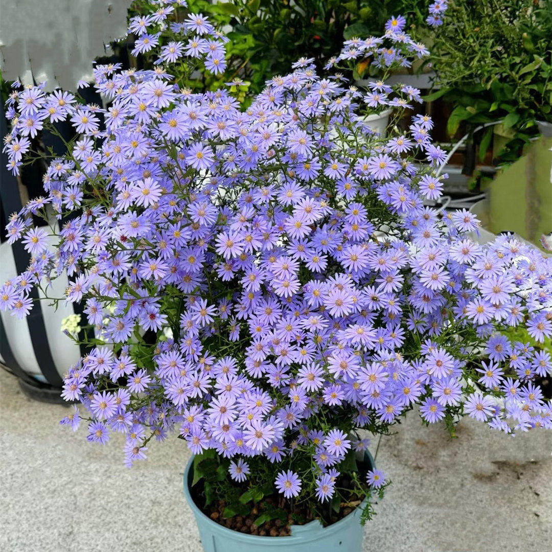 荷兰菊小卡罗紫菀花苗盆栽多年生花卉阳台庭院阳台庭院植物菊花苗