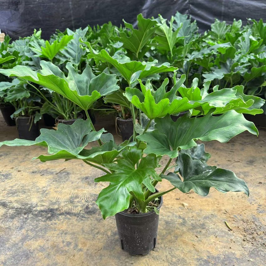 多仔春羽绿植盆栽水培植物