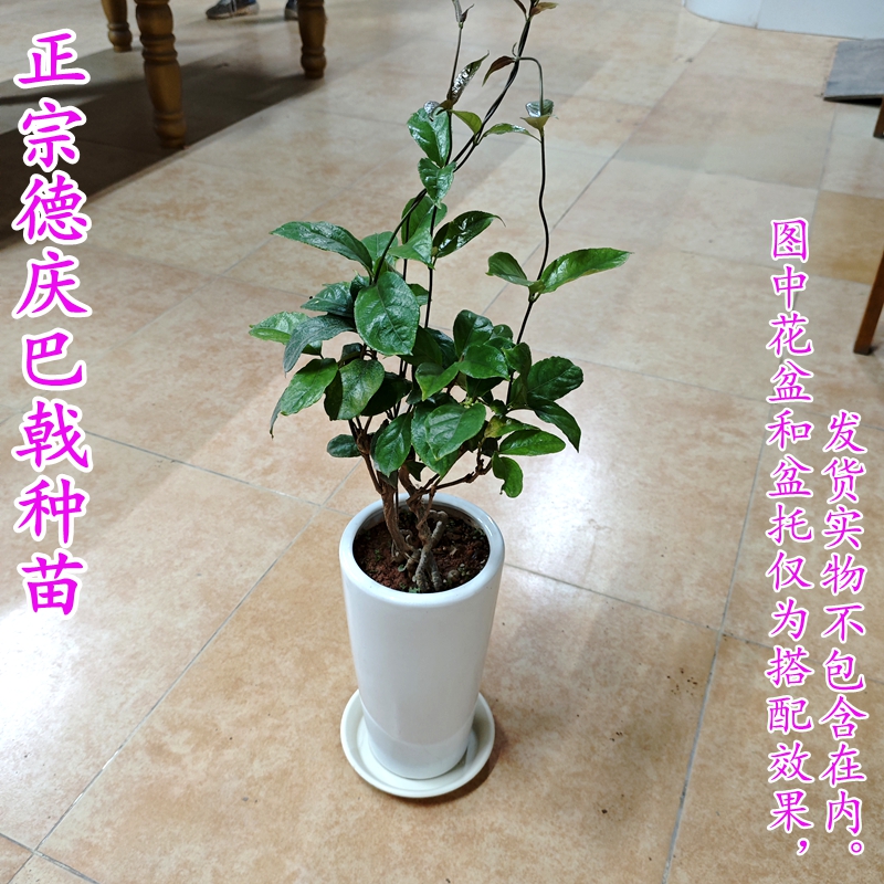 德庆巴戟苗高要巴戟天苗药材种苗