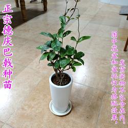 正宗肇庆德庆巴戟苗高要巴戟天苗药材种苗鸡肠风树苗种植带叶带根