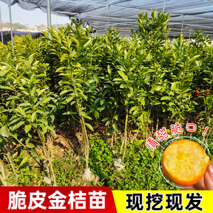 嫁接脆皮金桔树苗带土带叶盆栽地栽四季南北方种植精品盆栽包成活