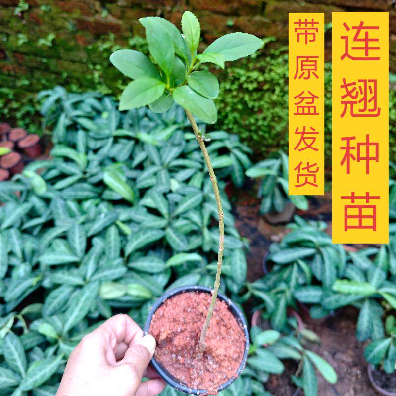 连翘树苗药用大果丛生连翘球庭院盆地栽绿化中草药苗木青翘药材苗