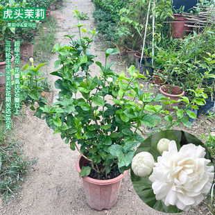 虎头茉莉花苗盆栽苗超重瓣三叶轮生虎头茉莉花苗浓香型带花苞狮头