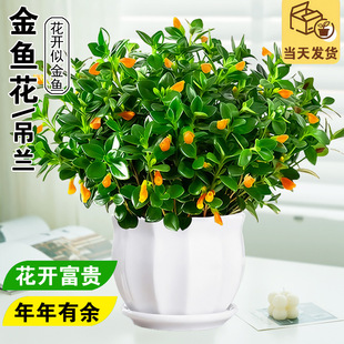 金鱼吊兰盆栽室内阳台年宵花卉四季好养耐寒垂吊植物客厅开花绿植