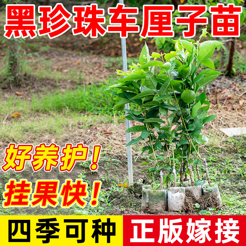 盆栽樱桃树苗营养杯苗当年结果
