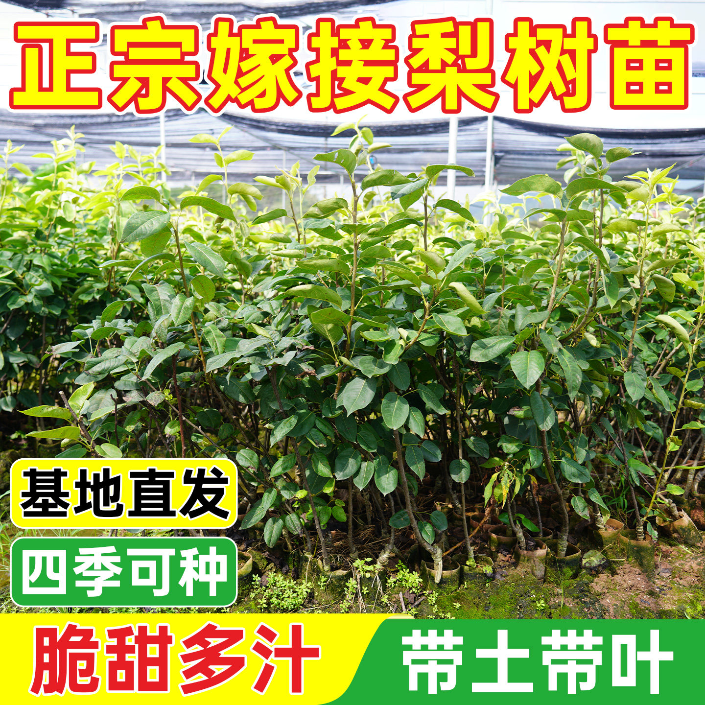 梨树树苗带土带叶包成活