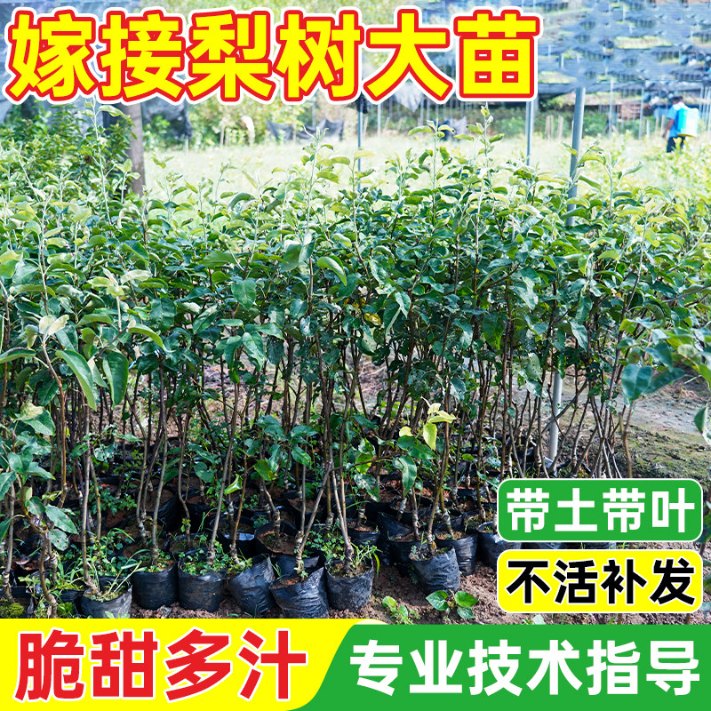 精品桂花梨树苗盆栽地栽嫁接高产大果云南红梨南北方庭院四季种植