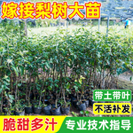 精品桂花梨树苗盆栽地栽嫁接高产大果云南红梨南北方庭院四季种植