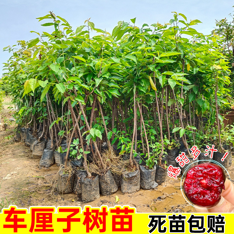 车厘子树苗特大车厘子樱桃树苗阳台矮化盆栽南方北方种植当年结果