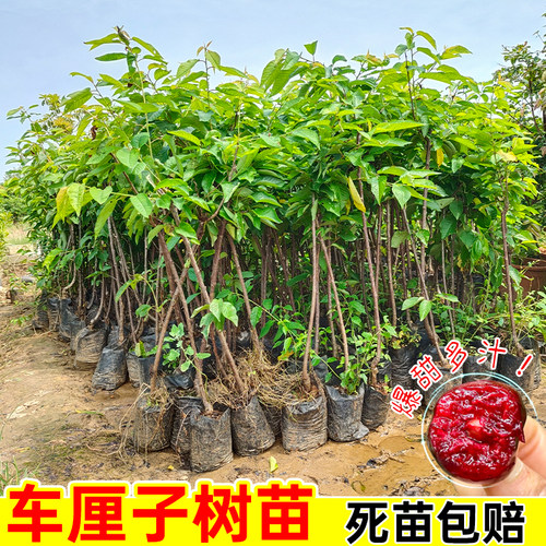 盆栽樱桃树苗营养杯苗当年结果