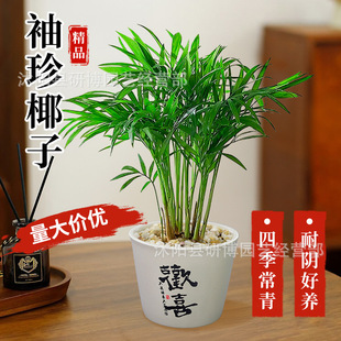 袖珍椰子盆栽室内植物旺宅客厅玄关卧室办公室桌面绿植好养活四季