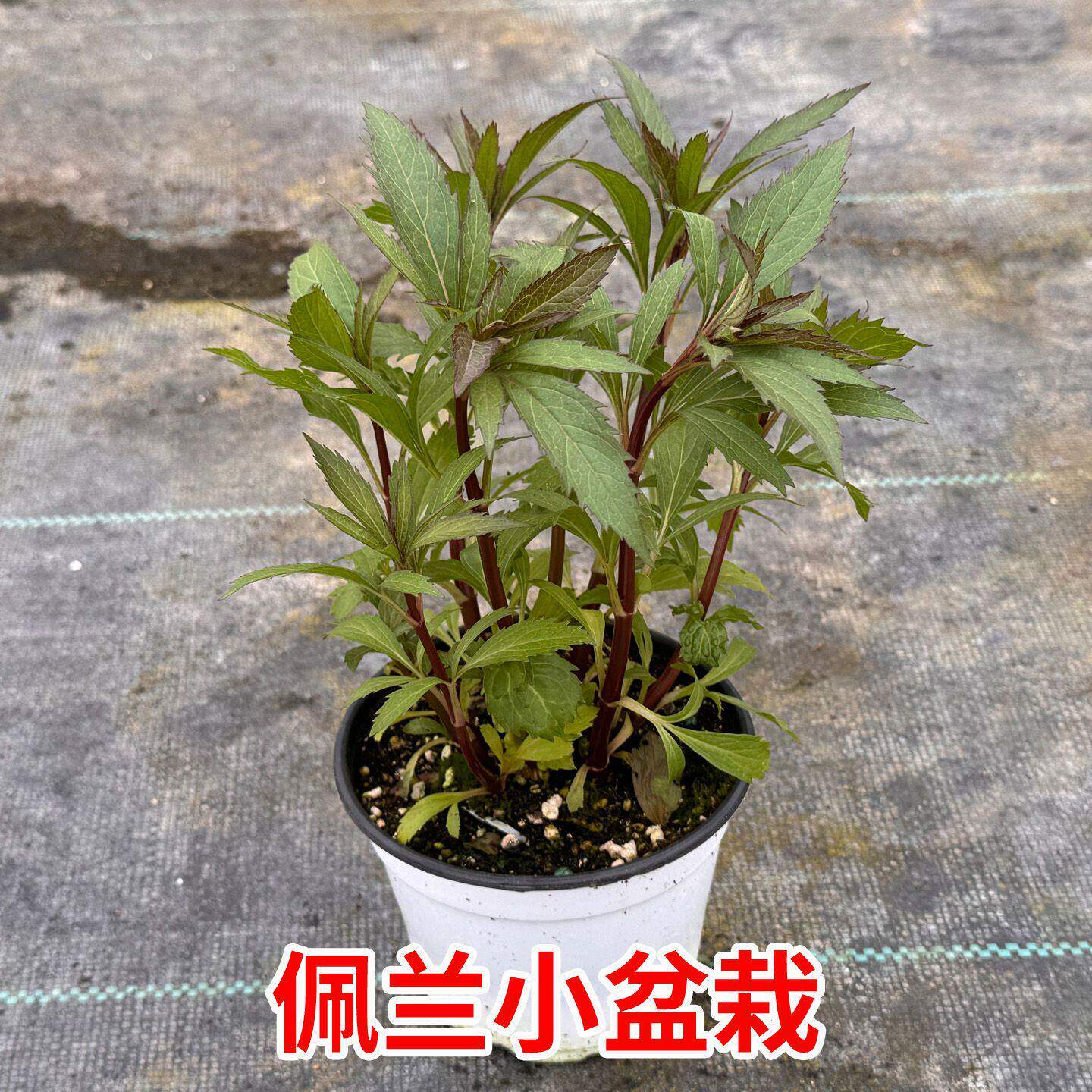 新鲜佩兰盆栽苗中草药鸡骨香食用香草盆栽苗中华香多年生草本植物