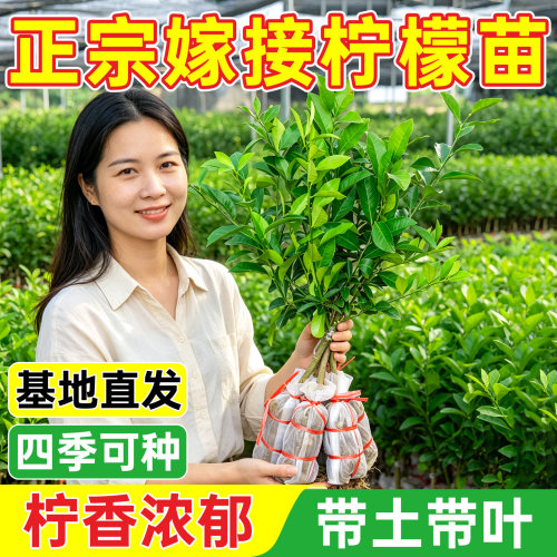 香水柠檬树苗带果大苗