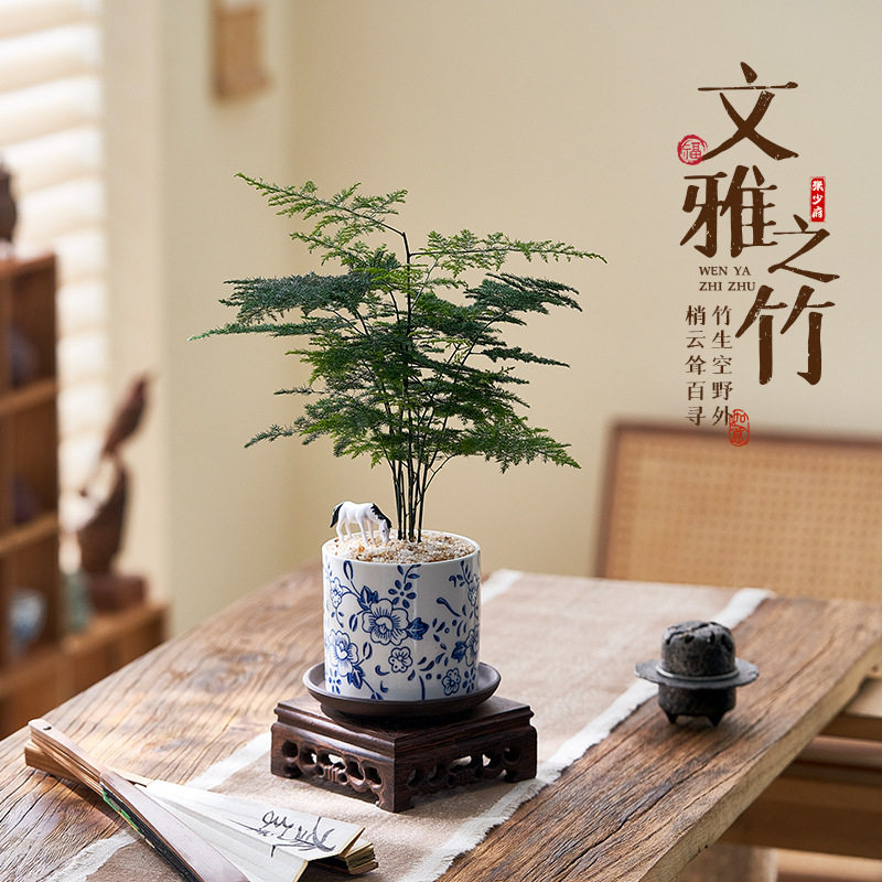 文竹盆栽植物客厅茶几中式禅意