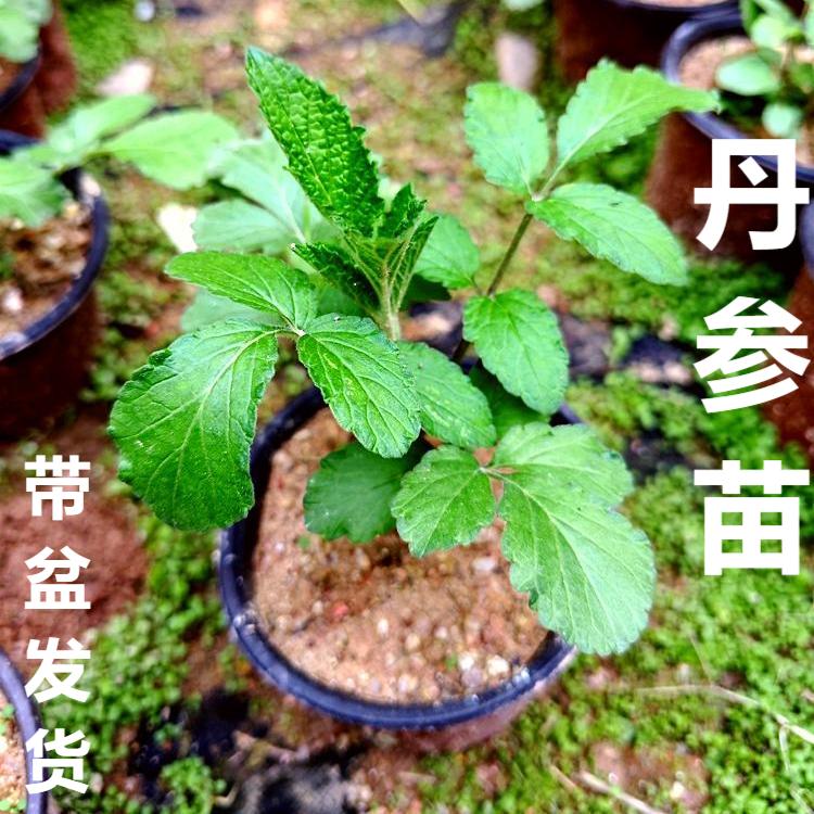 中药材苗丹参种苗紫花丹参五凤花多年生草药苗耐寒植物产量高带盆