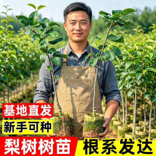 云南红梨树苗带土带叶包成活