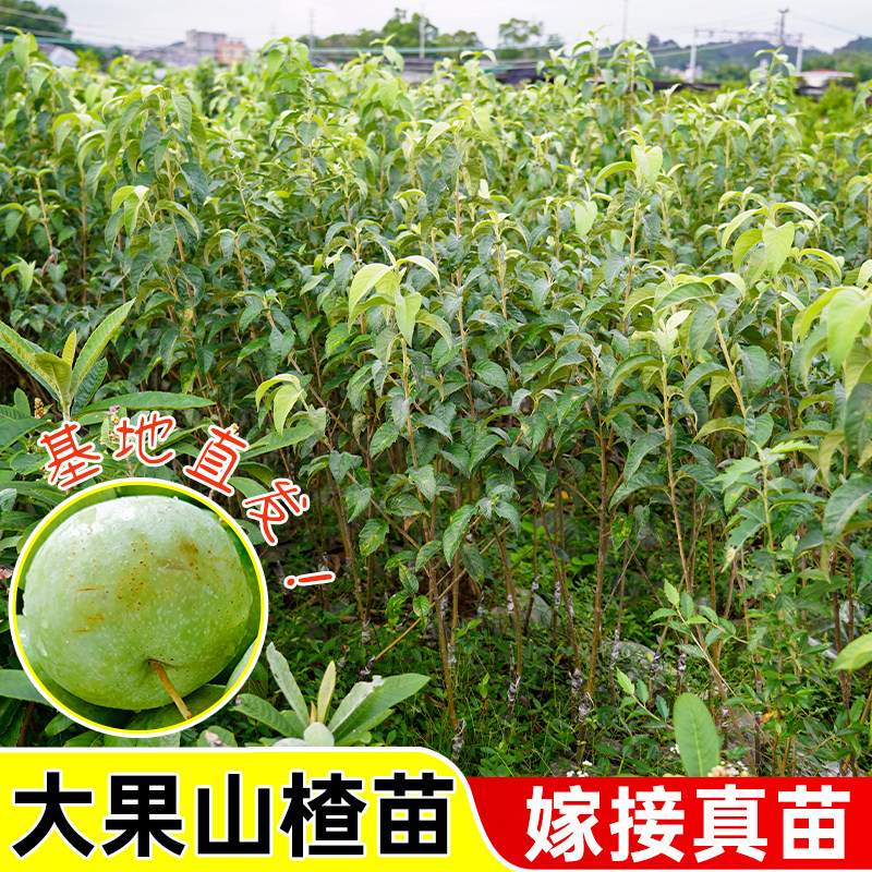 山楂树杯苗大金星甜红子山楂苗南方北方种植盆栽地栽嫁接高产果苗