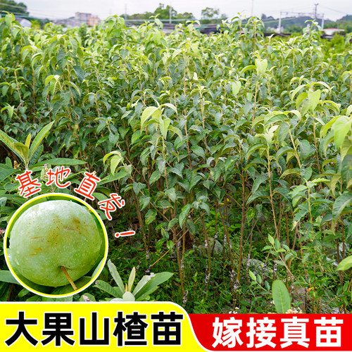 大金星山楂树苗嫁接高产包成活