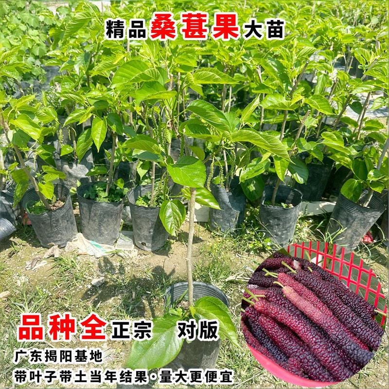 正宗桑葚果树桑果四季台湾大十长果大果桑子盆栽庭院阳台种植
