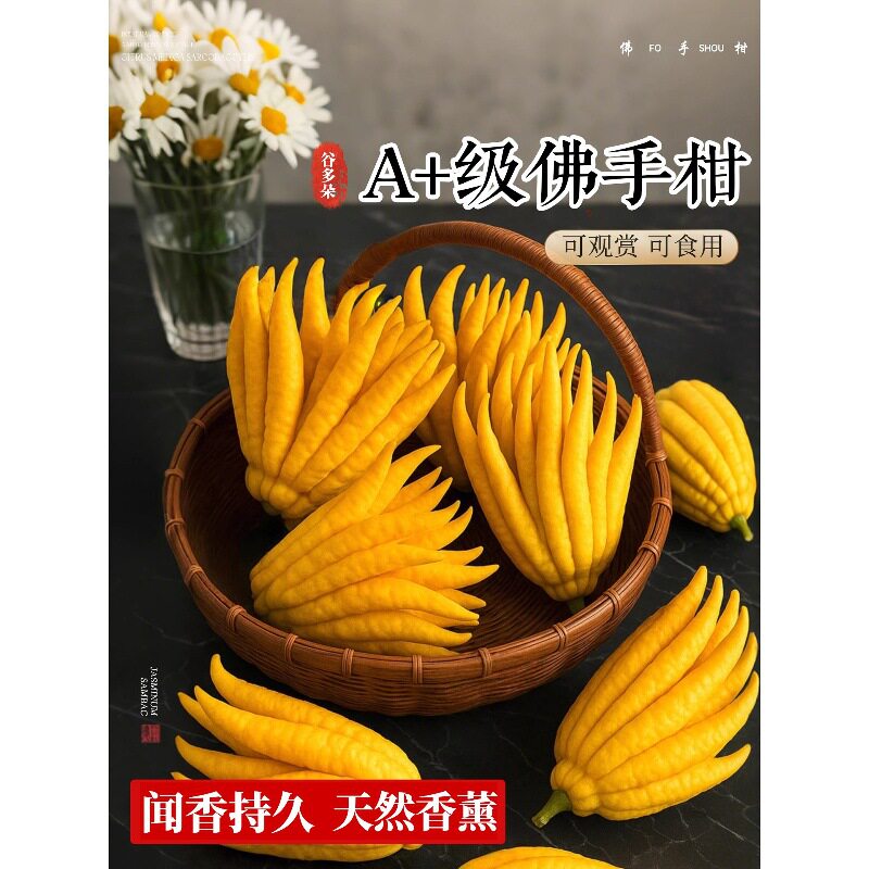 佛手柑新鲜水培室内佛手瓜水养绿植闻香桌面观赏盆栽大果天然香薰