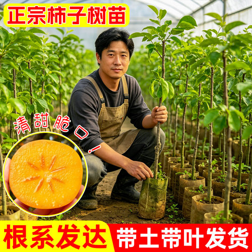 嫁接脆甜柿子树果苗营养杯苗盆栽